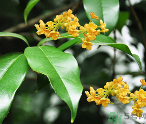 剛摘的桂花怎么清洗？新鮮桂花怎么清洗？