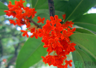 剛摘的桂花怎么清洗？新鮮桂花怎么清洗？