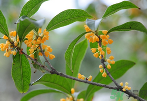 桂花怎么保存？桂花怎么保存香味？