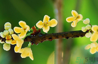 剛摘的桂花能吃嗎？剛摘的桂花可以吃嗎？