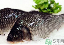 鯽魚死了一夜能吃嗎？鯽魚死了一天能吃嗎？