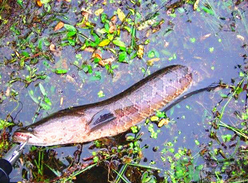 黑魚怎么釣？釣黑魚技巧