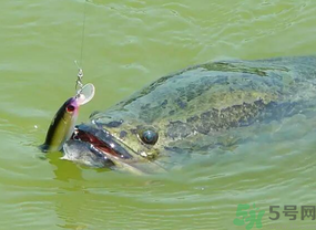 路亞釣黑魚用什么假餌？路亞釣黑魚用什么餌？