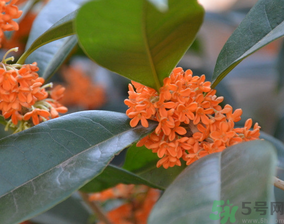 桂花可以做什么食物？桂花可以做什么吃的？