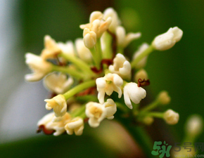 桂花一年開幾次花？桂花是幾月份開花？