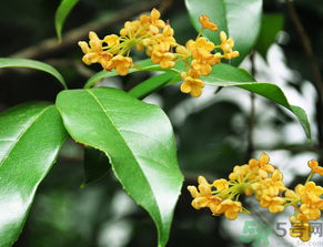  桂花什么季節(jié)開花？桂花什么時(shí)候開花？