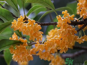  桂花什么季節(jié)開花？桂花什么時(shí)候開花？