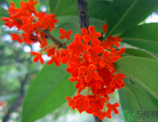  桂花什么季節(jié)開花？桂花什么時(shí)候開花？