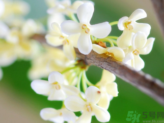 桂花是什么顏色？桂花有幾種顏色？