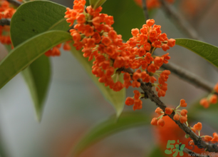 桂花可以做面膜嗎？?桂花面膜制作方法