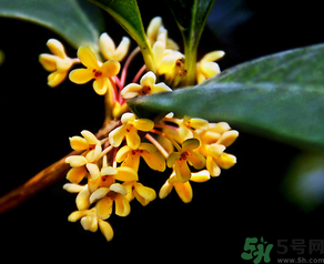 桂花怎么做香水？新鮮桂花怎么做香水？