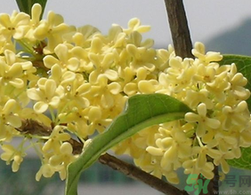 桂花不開花是什么原因？桂花不開花怎么辦？