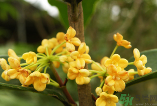 桂花不開花是什么原因？桂花不開花怎么辦？