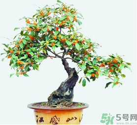 桂花樹可以種在室內(nèi)嗎？桂花樹適合在室內(nèi)嗎？