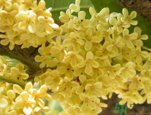 桂花可以直接泡水喝嗎？新鮮桂花可以直接泡水喝嗎？