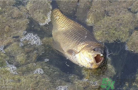 野生鯽魚和養(yǎng)殖鯽魚的區(qū)別 野生鯽魚和養(yǎng)殖鯽魚的營養(yǎng)價值