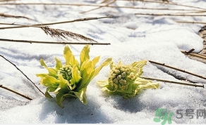 雪蓮花怎么吃？雪蓮花的功效作用