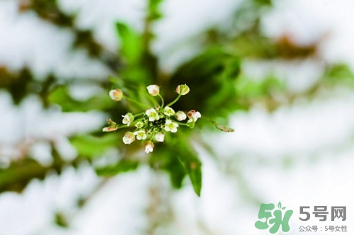 薺菜花怎么吃?薺菜花的功效與作用