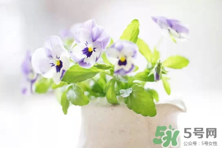 冬天陽臺種什么植物好？冬天種什么植物好養(yǎng)活？