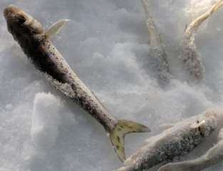 冬天怎么釣魚？冬天怎么釣鯽魚？