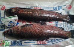 新鮮魚(yú)怎么腌制咸魚(yú)塊？咸魚(yú)塊怎么腌制