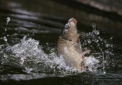 立春能釣魚嗎？立春好釣魚嗎？