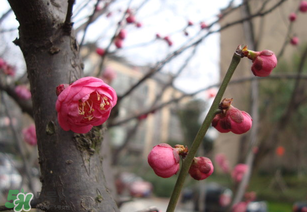 立春后種什么花？立春時開的花有哪些？