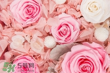 roseonly鮮花怎么保養(yǎng)？roseonly永生花怎么保養(yǎng)？