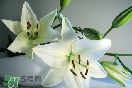 百合花葉子發(fā)黃怎么回事？百合花葉子發(fā)黃怎么辦？