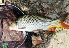 春天釣鯉魚用什么餌料？春天釣鯉魚餌料配方