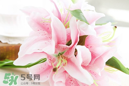 養(yǎng)百合花用什么水？養(yǎng)百合花水里放什么？