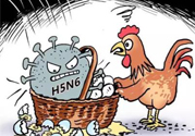 h7n9禽流感怎么預(yù)防？預(yù)防h7n9禽流感知識