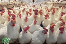 h7n9禽流感可以治愈嗎？禽流感能治好嗎？