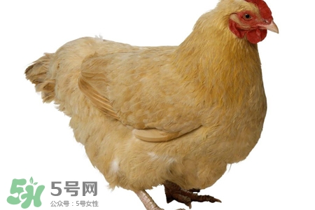 h7n9禽流感可以治愈嗎？禽流感能治好嗎？