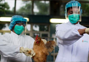 h7n9禽流感可以治愈嗎？禽流感能治好嗎？