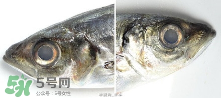 怎么自制死魚眼眼鏡？死魚眼眼鏡哪里買？