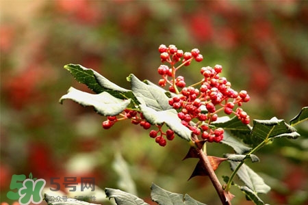 花椒水能治痔瘡嗎？花椒水治痔瘡有效果嗎？