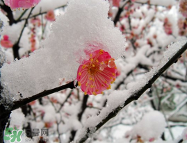 春天下雪意味著什么？春天為什么會下雪？