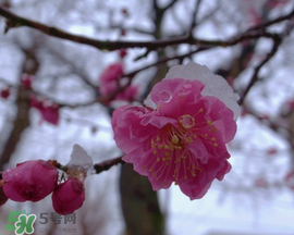 春天下雪意味著什么？春天為什么會下雪？