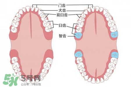 智齒能用舌頭舔嗎？喜歡舔智齒怎么辦？