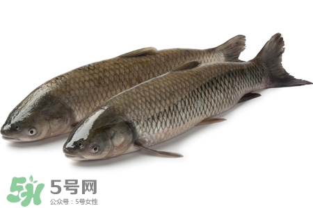 孕婦可以吃草魚嗎？懷孕了能吃草魚嗎？