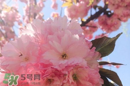 3月份有櫻花嗎？三月份櫻花都開(kāi)了嗎？