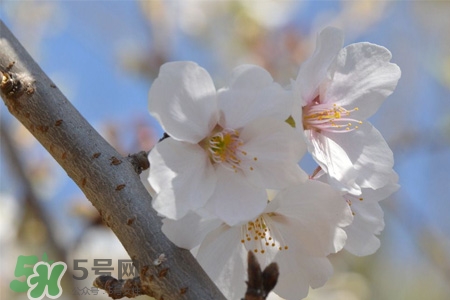 櫻花是櫻桃樹(shù)的花嗎？櫻桃花和櫻花的區(qū)別