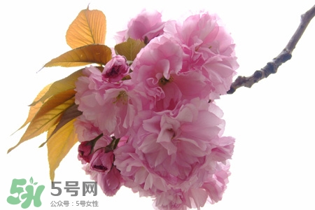 櫻花的花語是什么？櫻花代表什么意思？