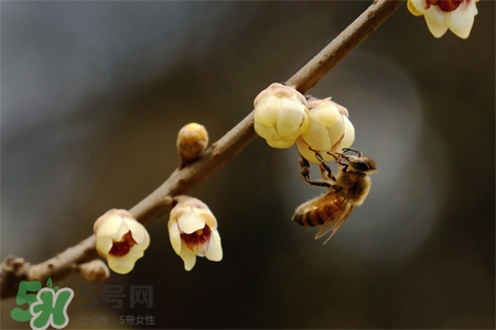 驚蟄要吃芋頭嗎？驚蟄為什么吃芋頭？