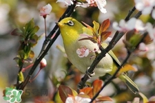 禽流感期間能接觸鳥糞嗎？碰到鳥糞會得禽流感嗎？