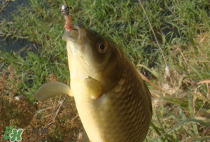 驚蟄前后可以夜釣鯉魚嗎？驚蟄前后釣魚技巧