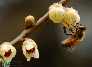 驚蟄過后一周會(huì)下雨嗎？驚蟄下雨好嗎？