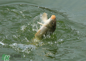 驚蟄過(guò)后好釣魚嗎？驚蟄后陰雨天好釣魚嗎？