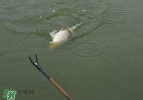 驚蟄過(guò)后好釣魚嗎？驚蟄后陰雨天好釣魚嗎？